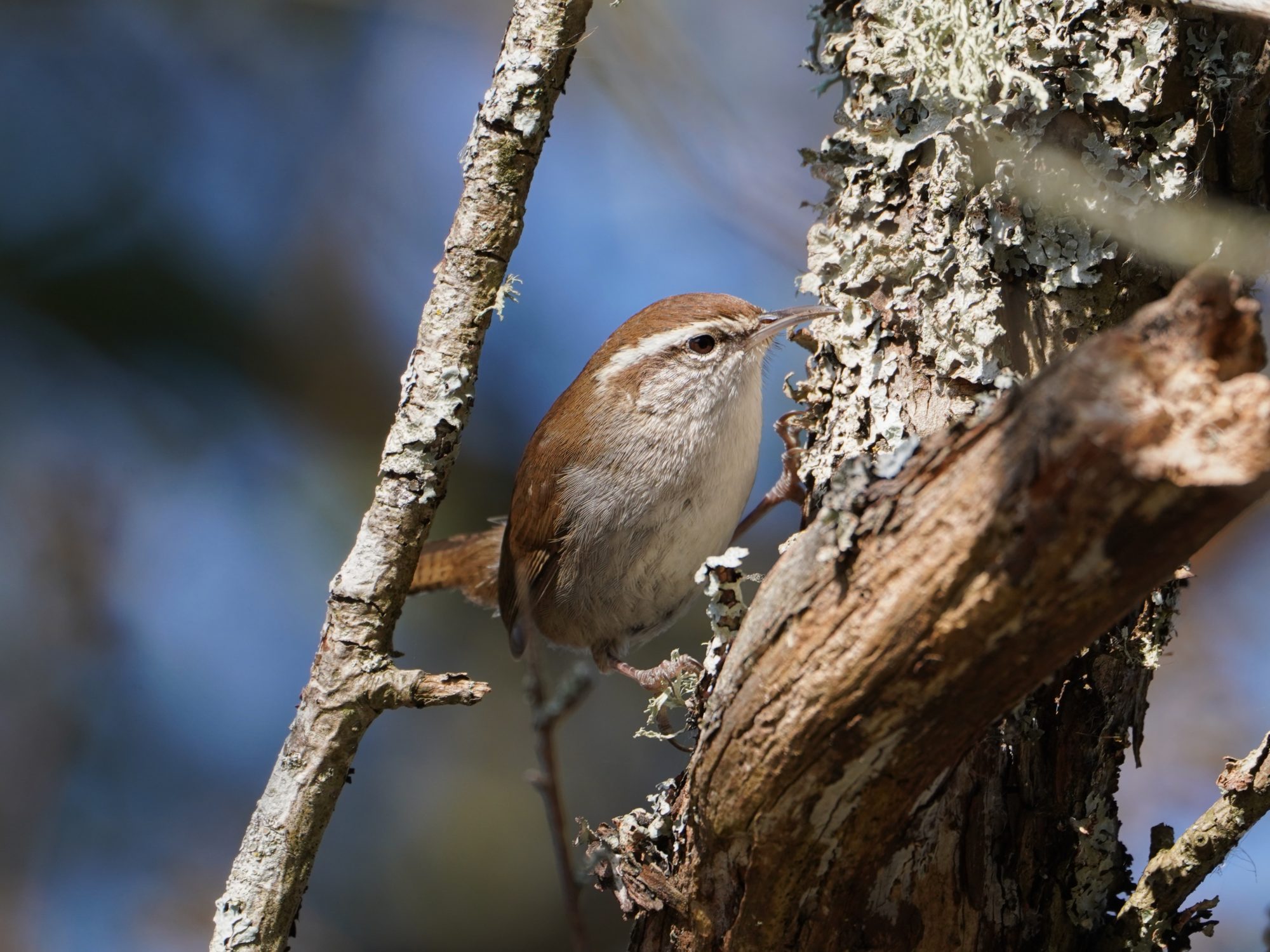 Bewick's Wren