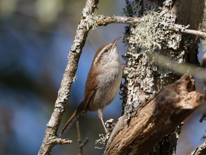 Bewick's Wren