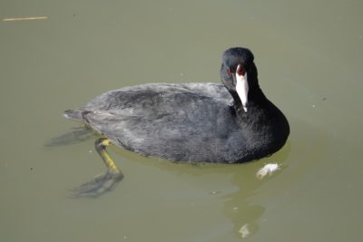 American Coot