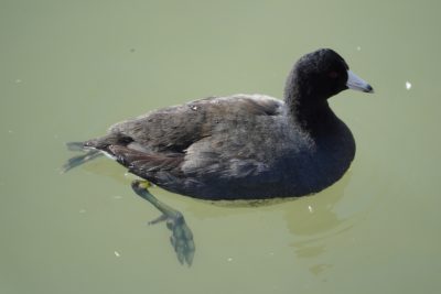 American Coot