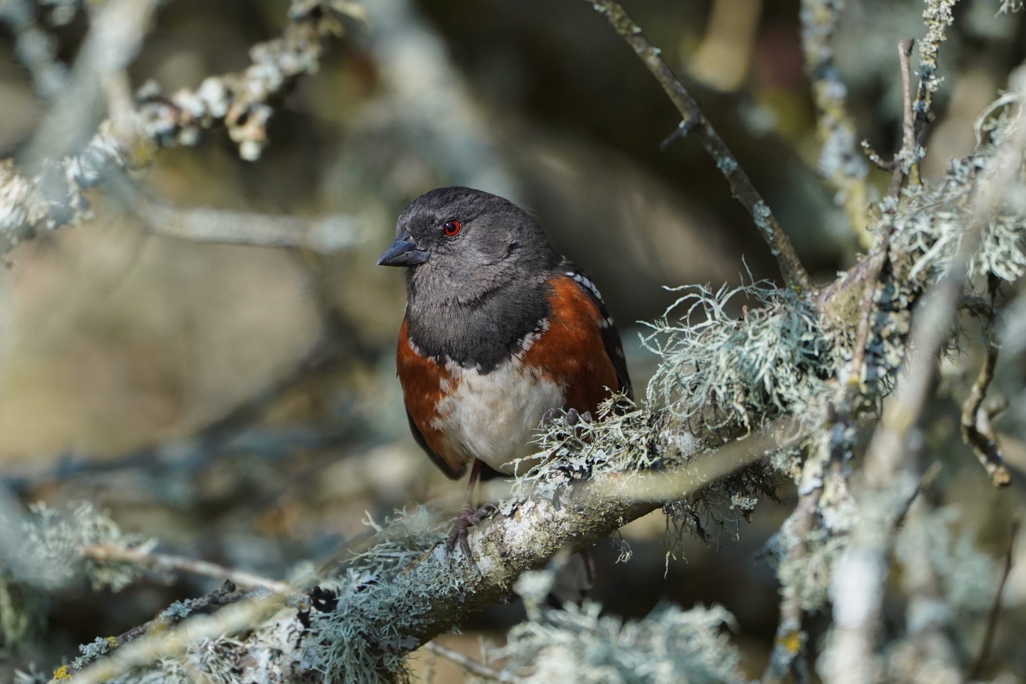 Spotted Towhee