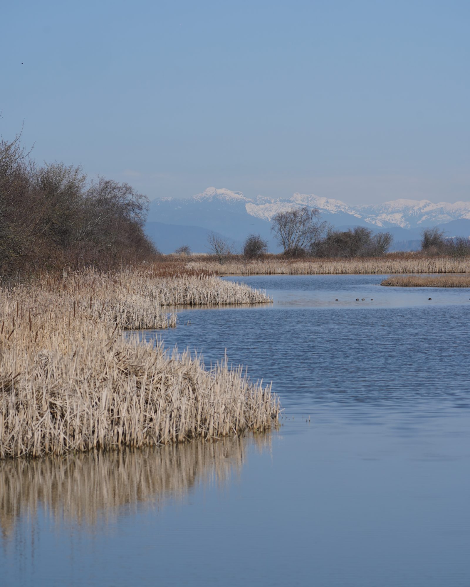 Reifel pond