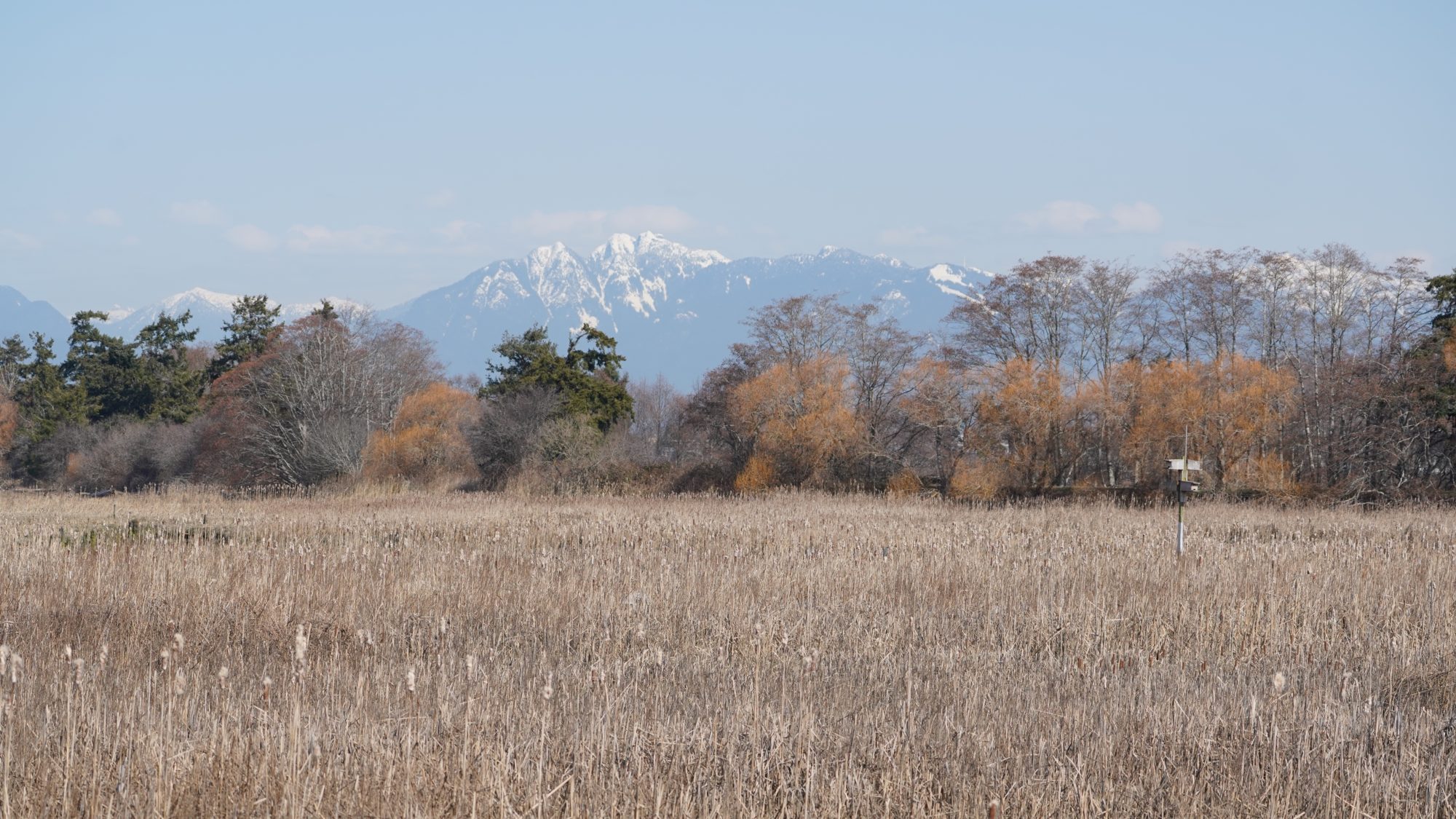 Reifel scenery