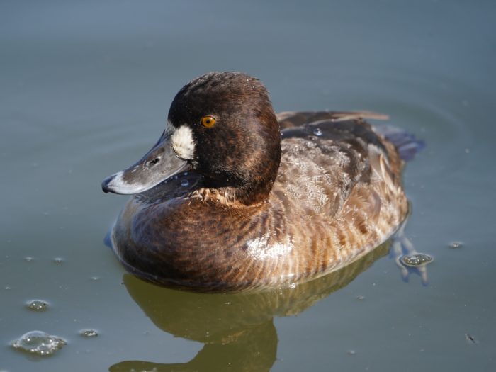 Lesser Scaup, female