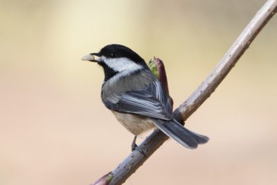 Black-capped Chickadee