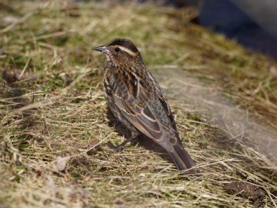 Red-winged Blackbird, female