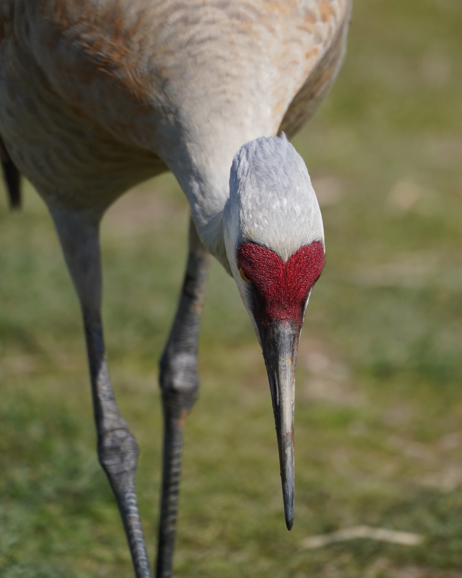 Sandhill Crane