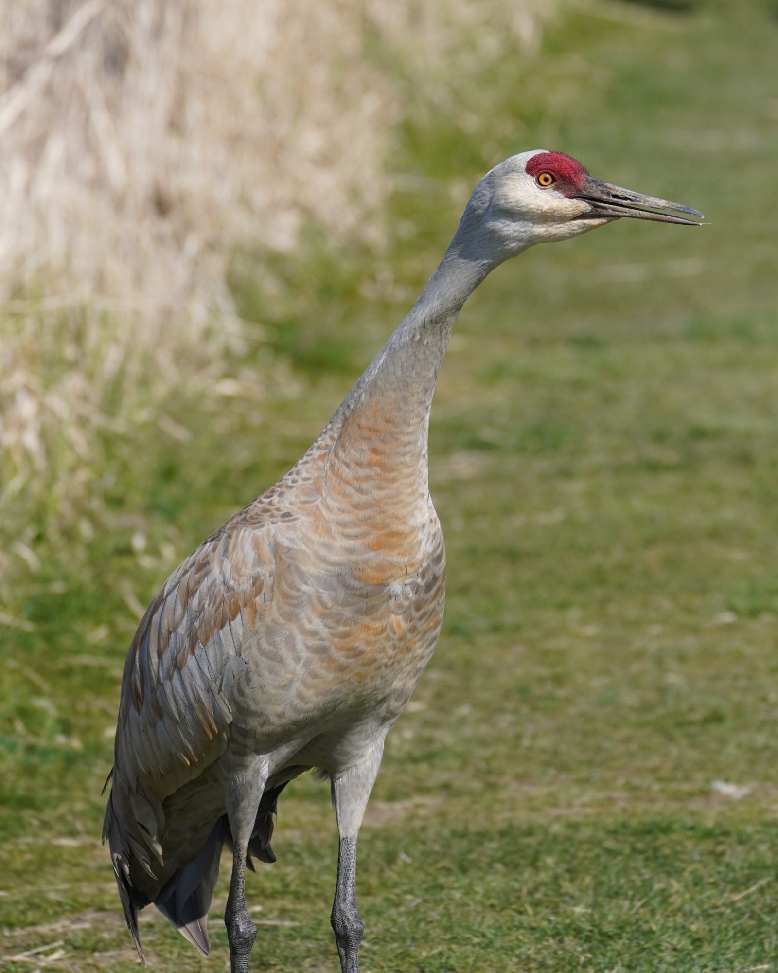 Sandhill Crane