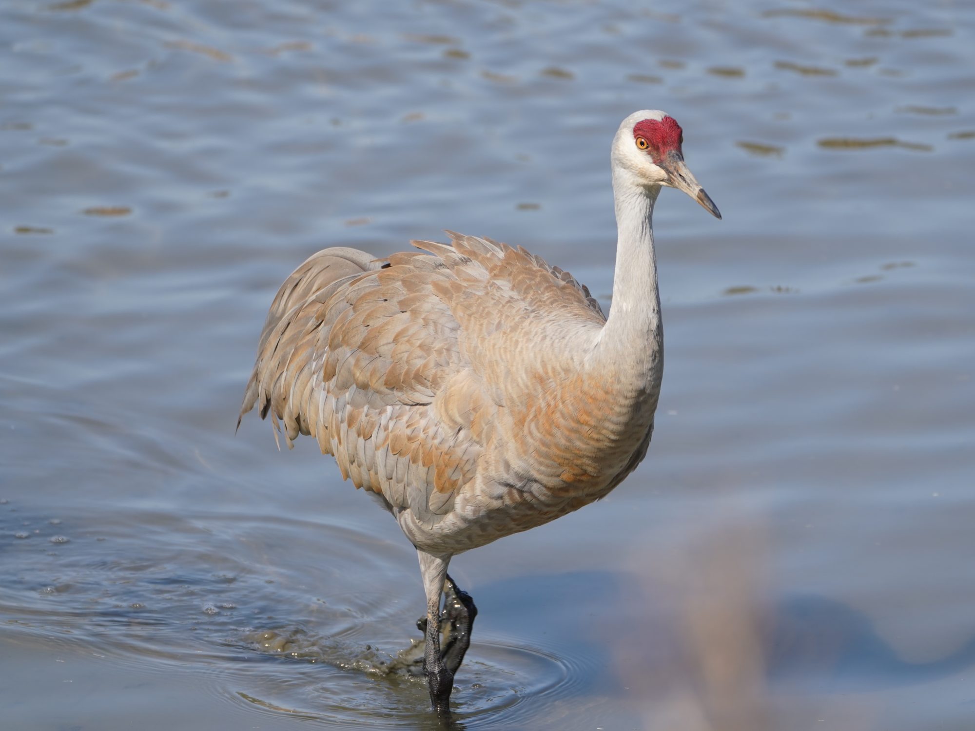 Sandhill Crane