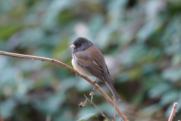 Dark-eyed Junco