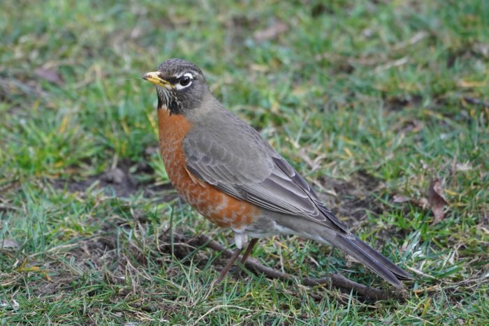 American Robin