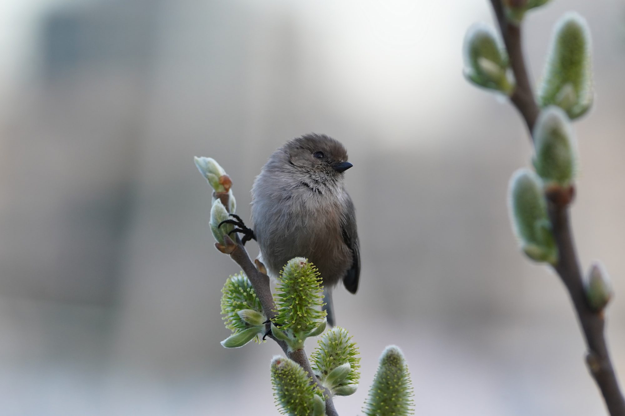 American Bushtit