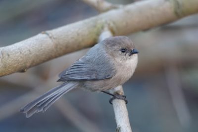 American Bushtit