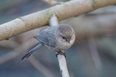 American Bushtit