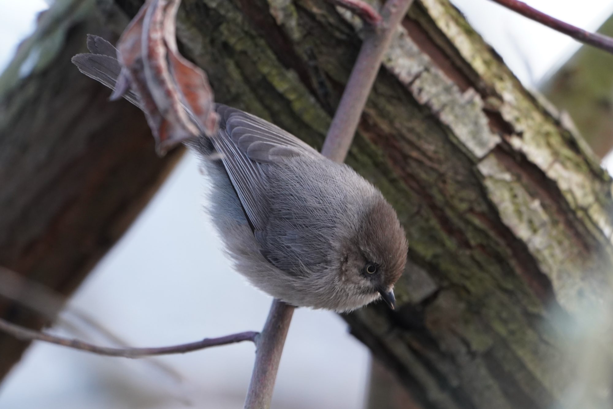 American Bushtit