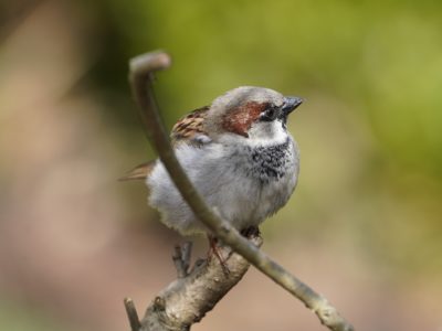 House Sparrow