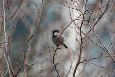 House Sparrow