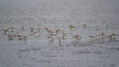 Dunlins