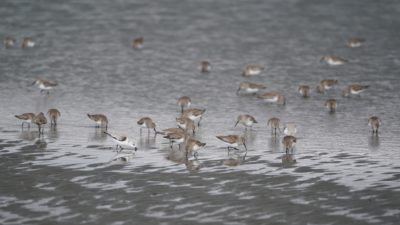 Dunlins and a Sanderling