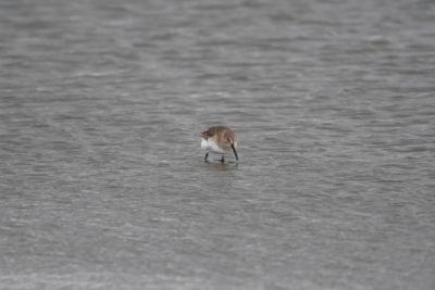 A Dunlin