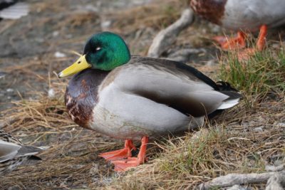 Mallard Duck