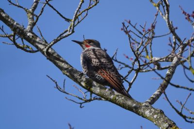 Northern Flicker