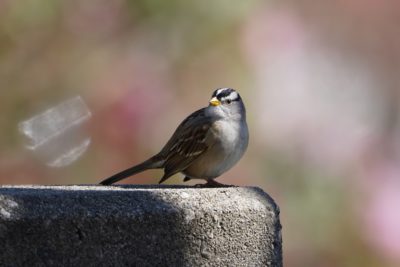 White-crowned Sparrow