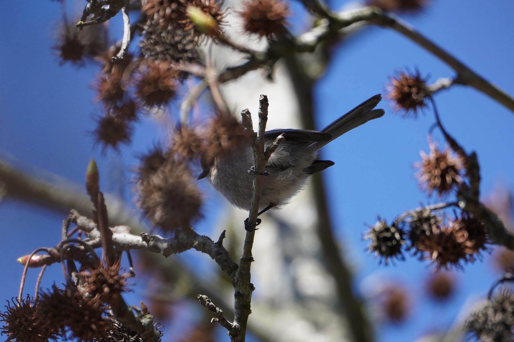 American Bushtit