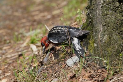 Red-breasted Sapsucker