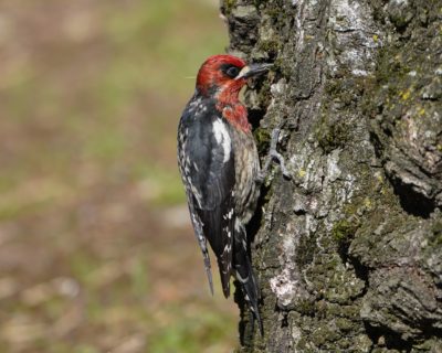 Red-breasted Sapsucker