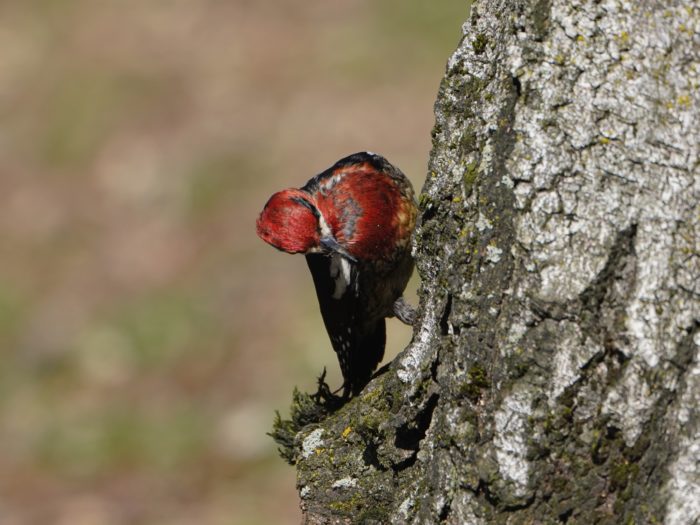 Red-breasted Sapsucker