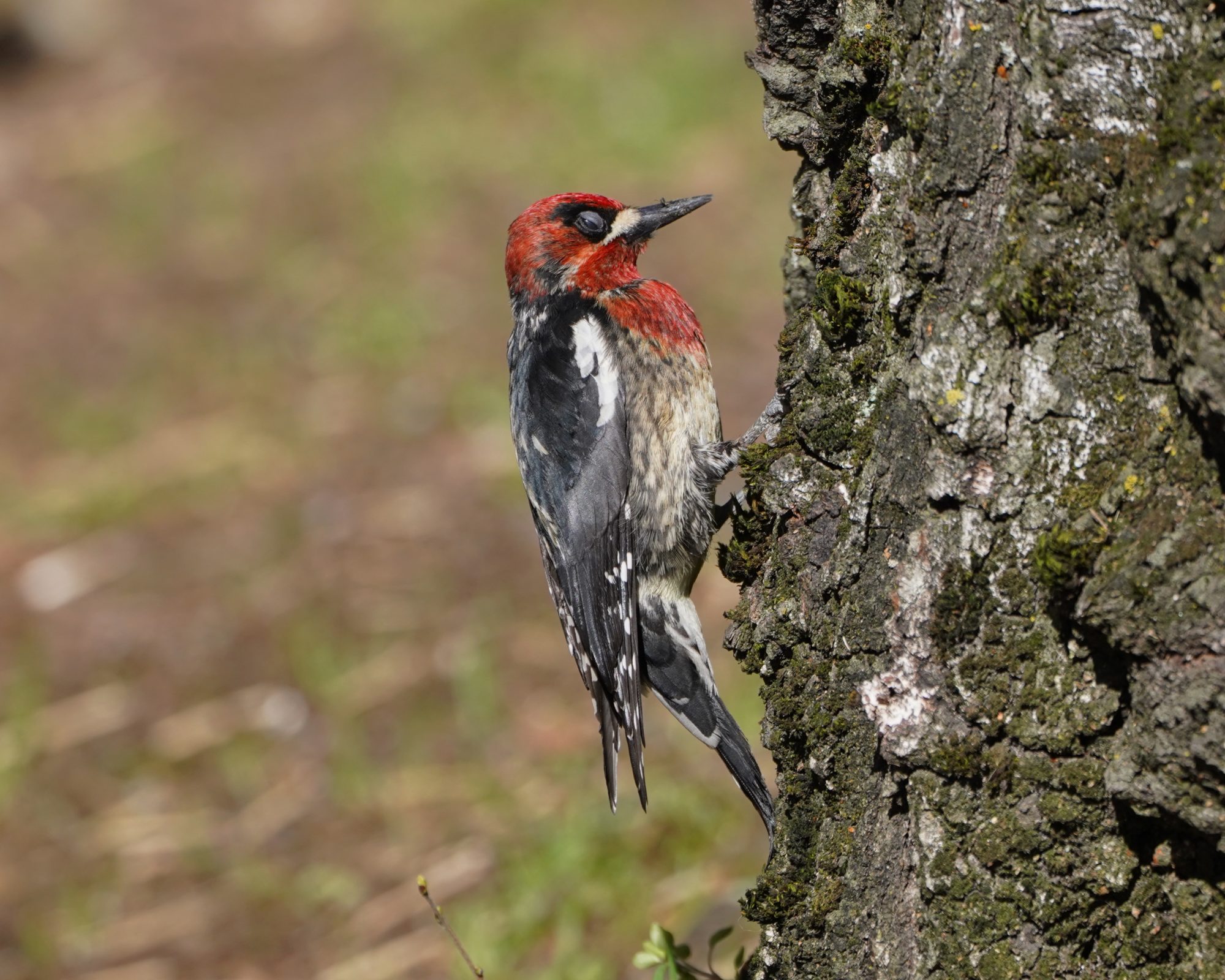 Red-breasted Sapsucker