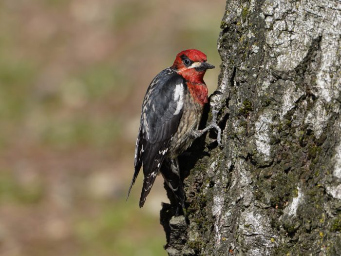 Red-breasted Sapsucker