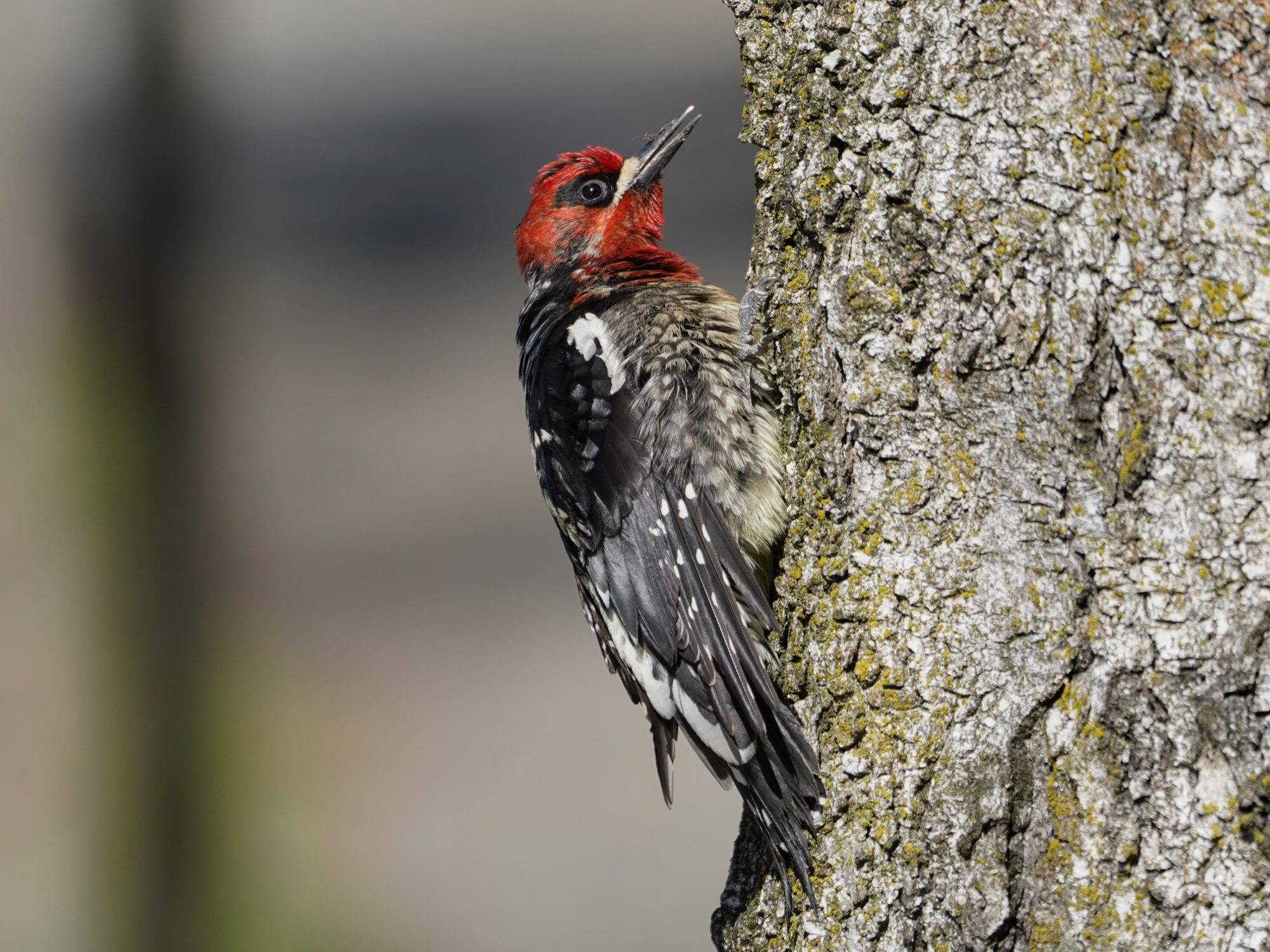 Red-breasted Sapsucker