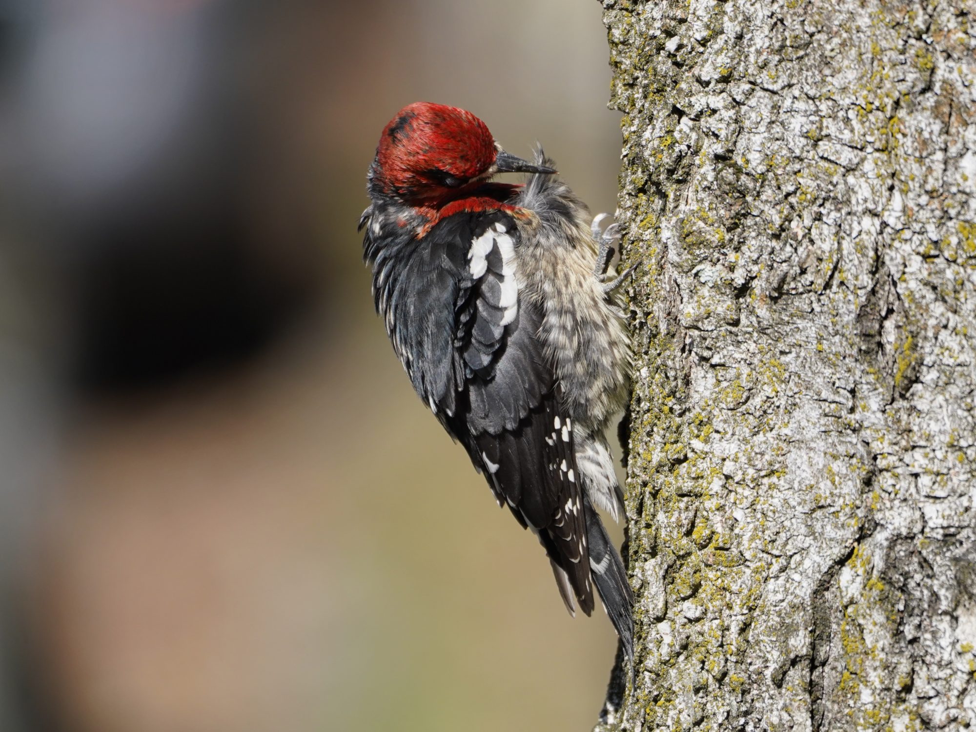 Red-breasted Sapsucker