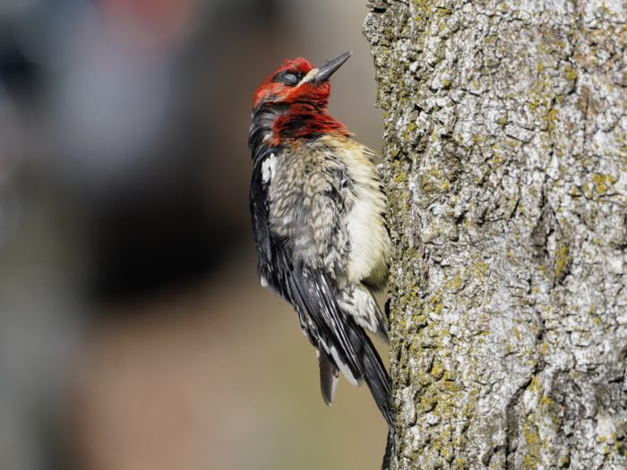 Red-breasted Sapsucker