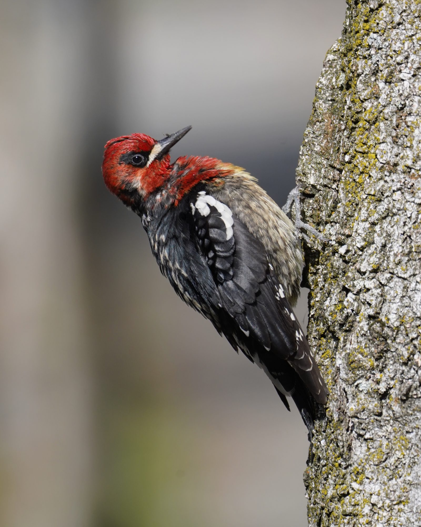 Red-breasted Sapsucker