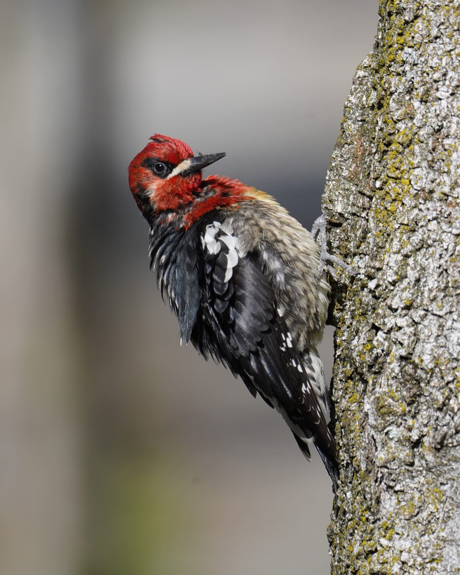 Red-breasted Sapsucker