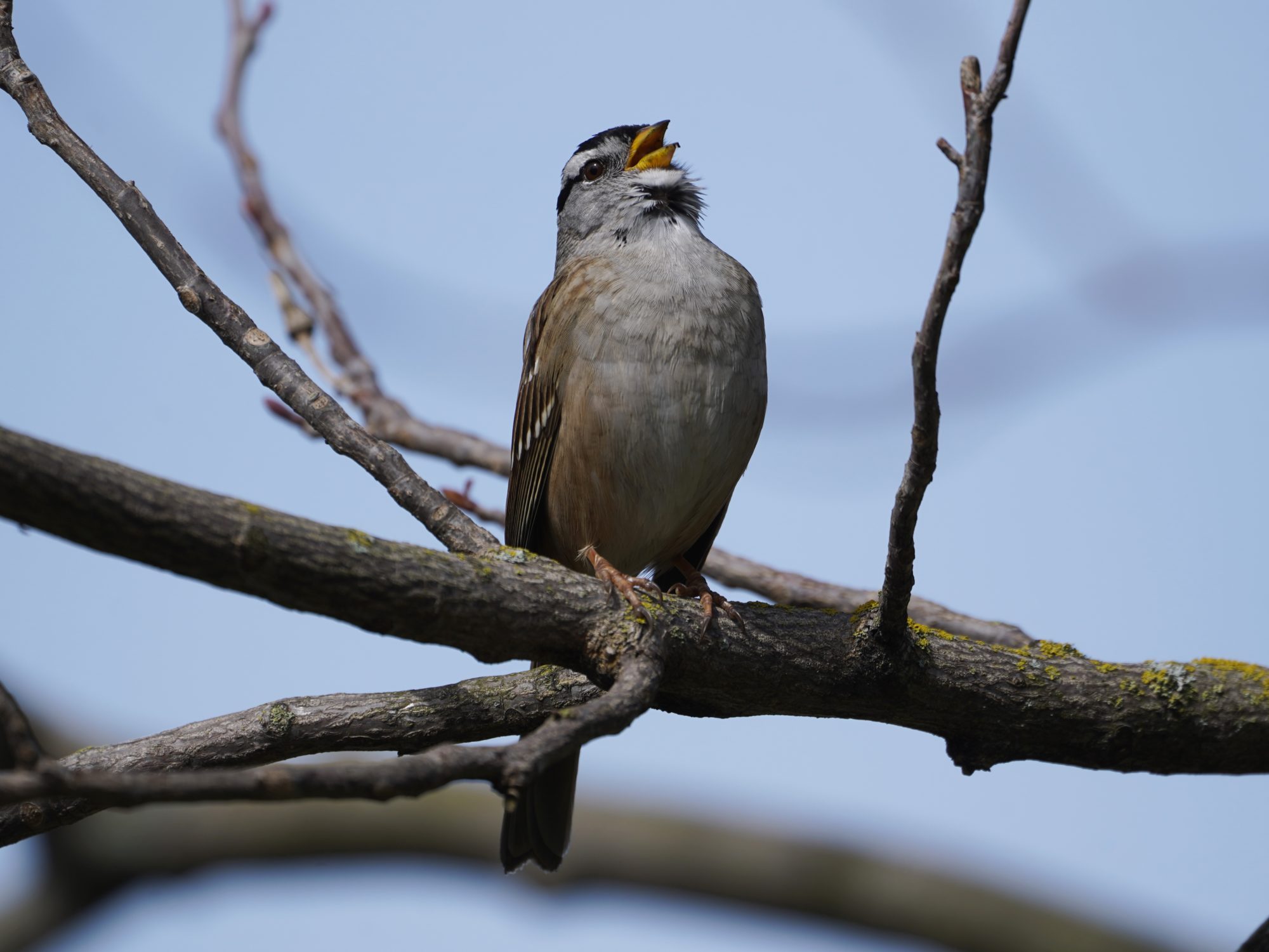 White-crowned Sparrow