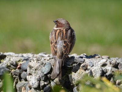 House Sparrow