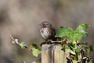 Song Sparrow