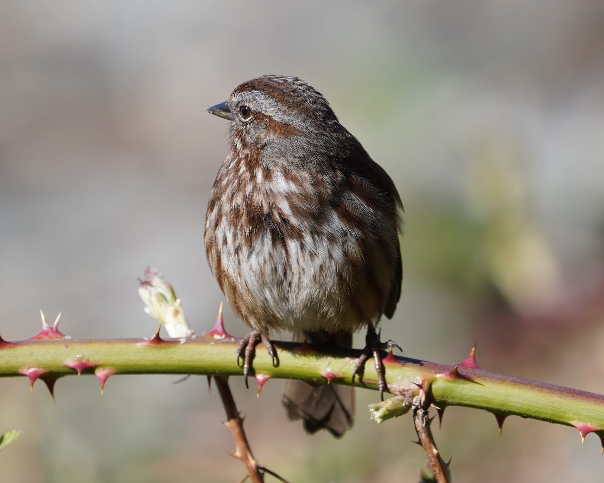 Song Sparrow