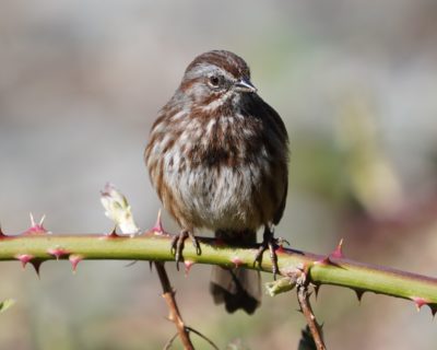 Song Sparrow