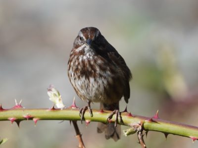 Song Sparrow