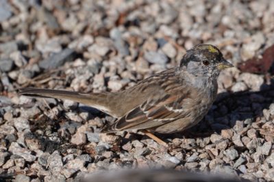 Golden-crowned Sparrow