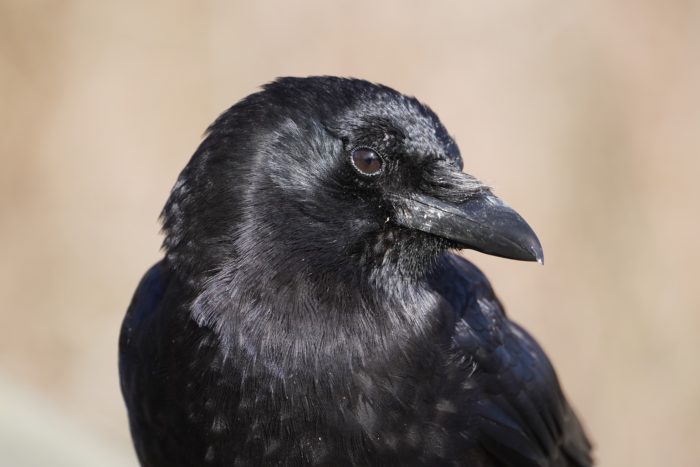 American Crow