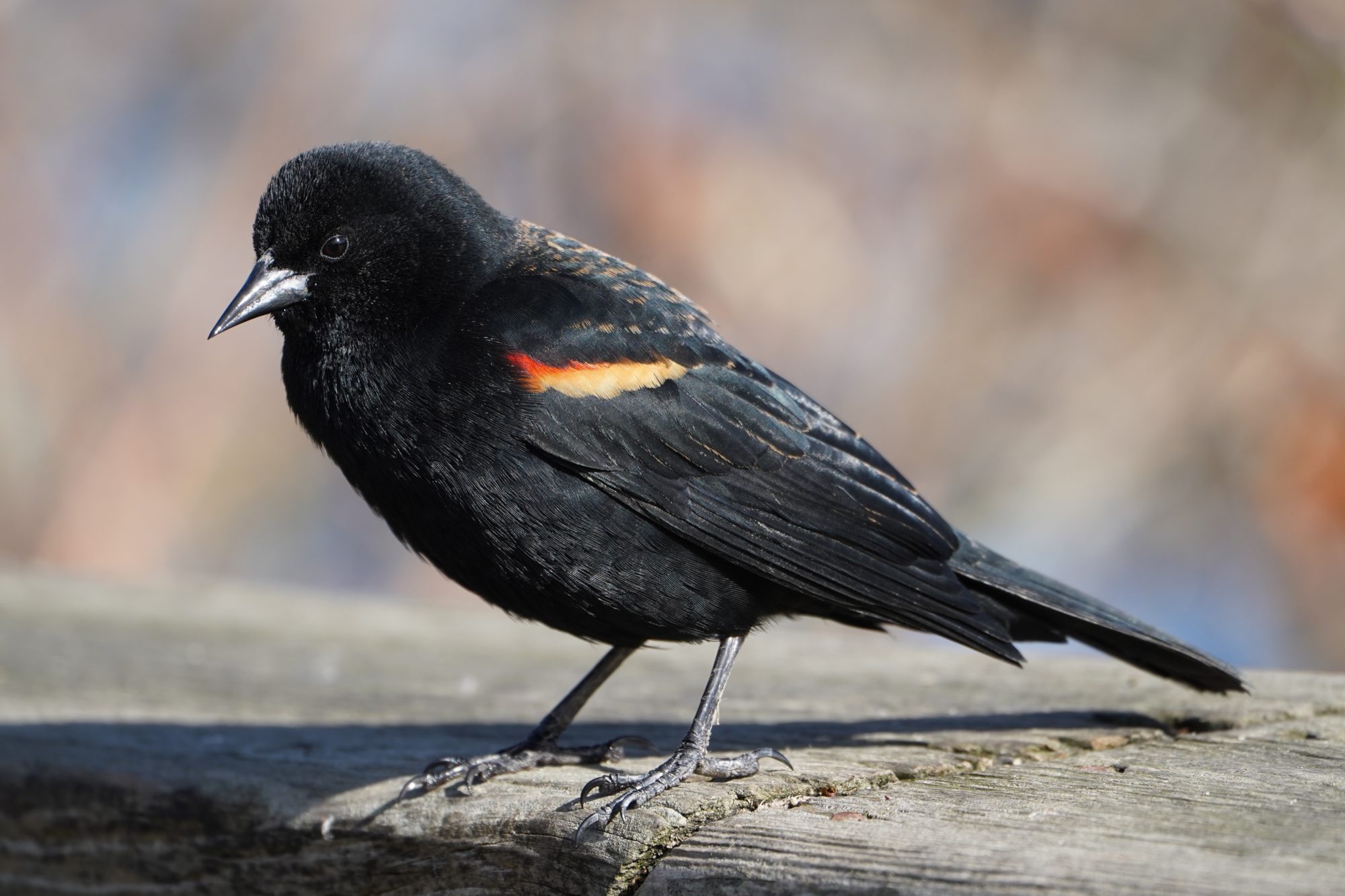 Red-winged Blackbird