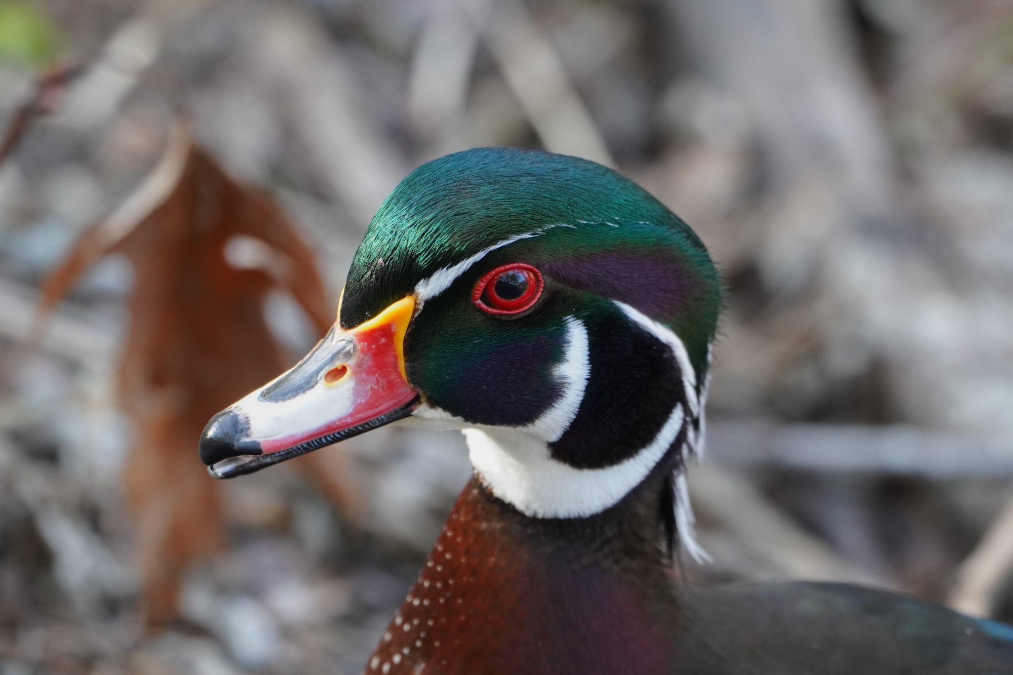 Wood Duck