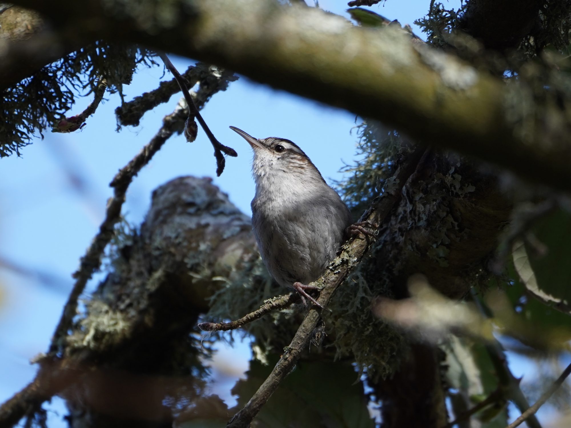 Bewick's Wren