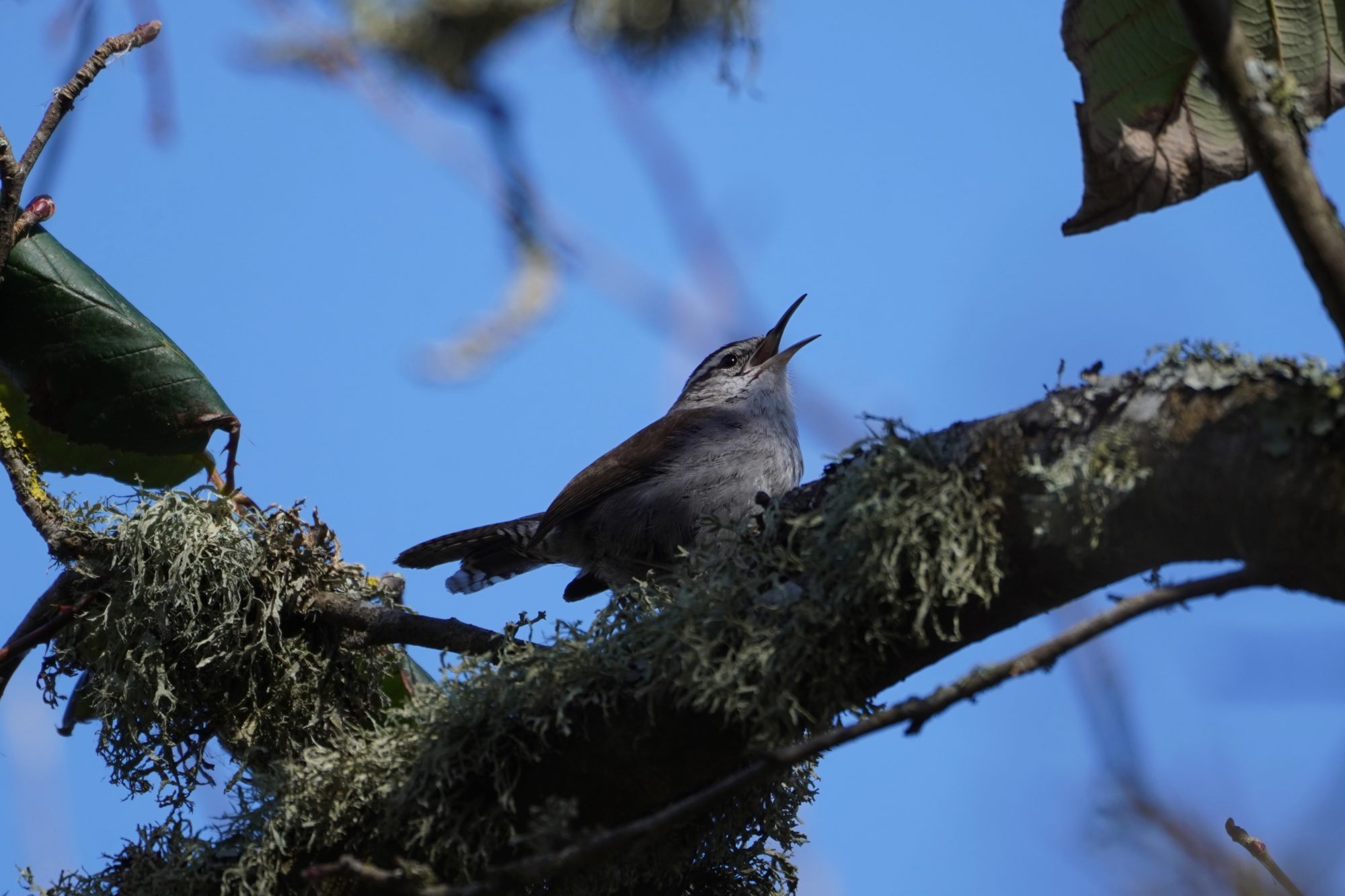 Bewick's Wren